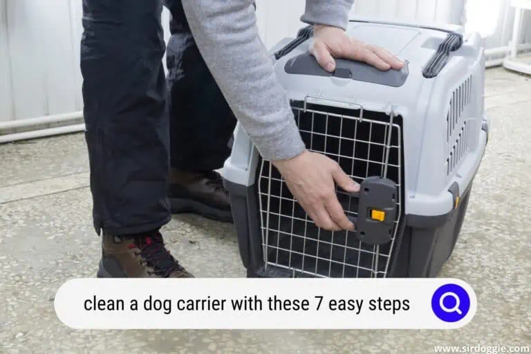 Clean A Dog Carrier With These 7 EASY Steps