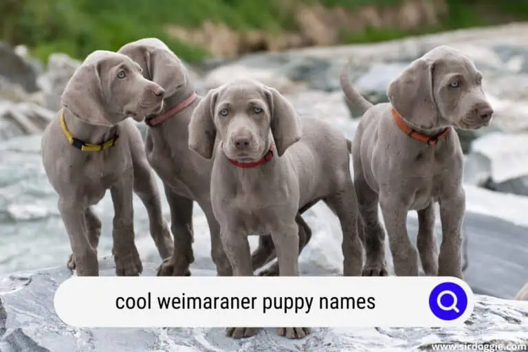Coolest Weimaraner Names for Your Puppy