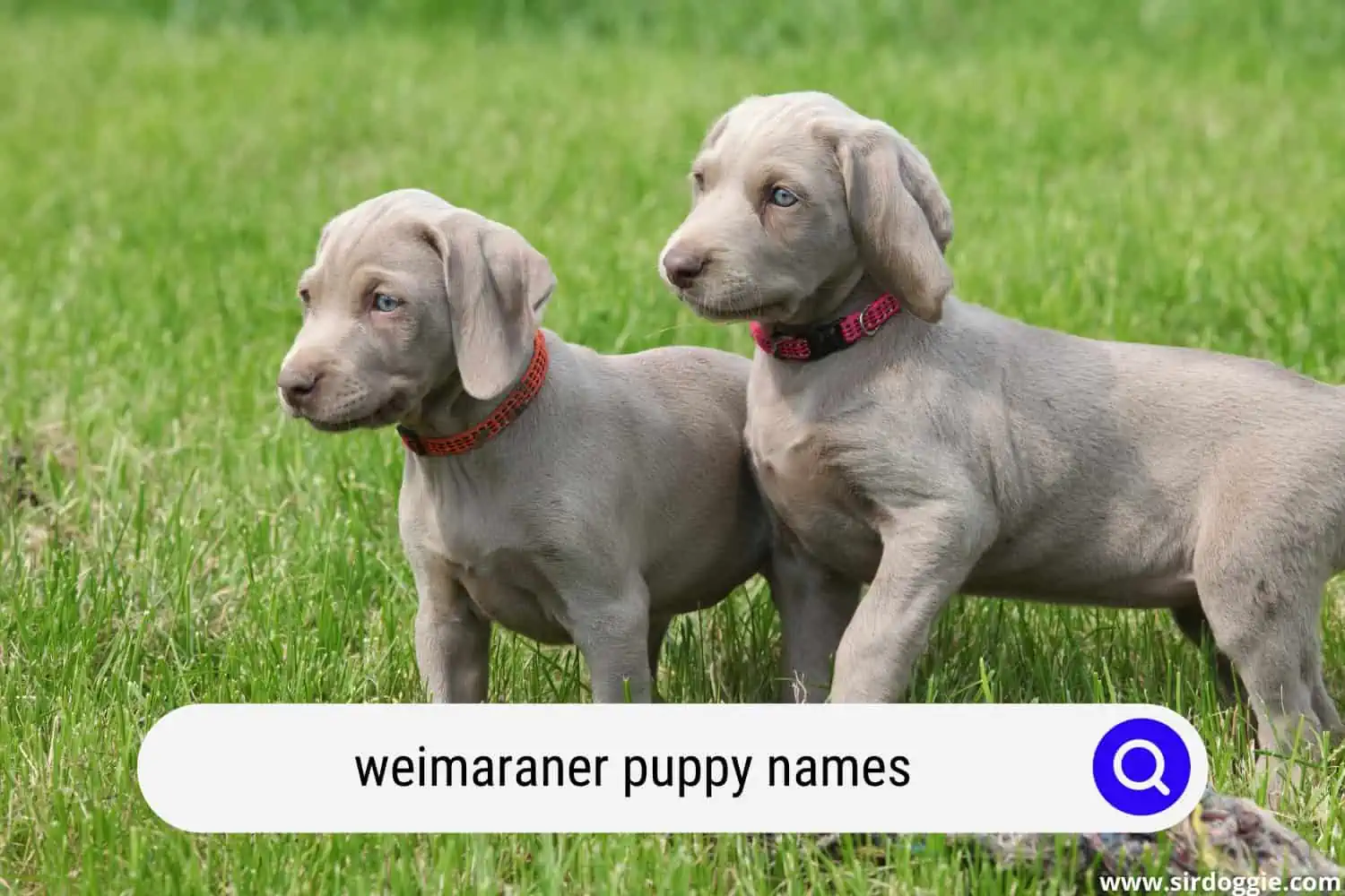 Weimaraner puppies