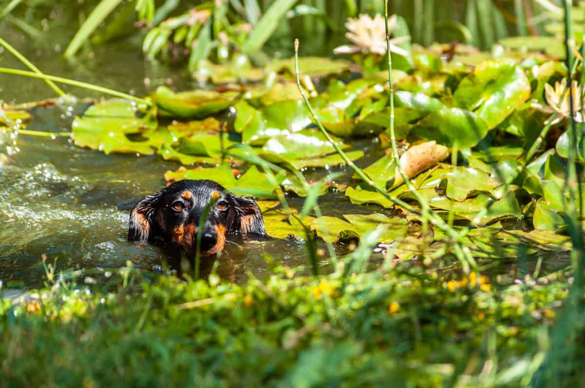 Brave black wet dachshund dog swims and crossing garden pond with water lilies