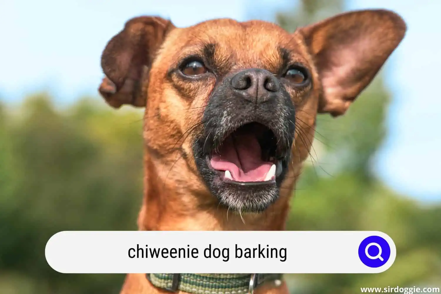 chiweenie dog barking