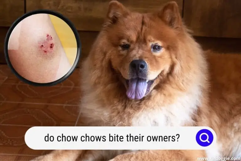 Do Chow Chows Bite Their Owners?