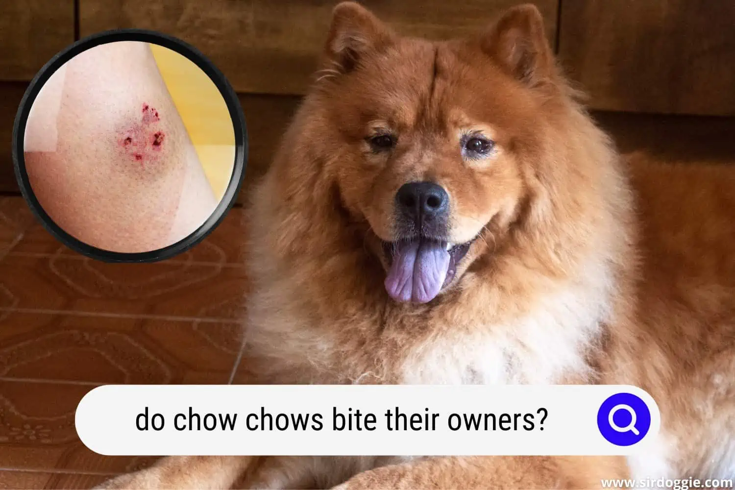 do chow chows bite their owners