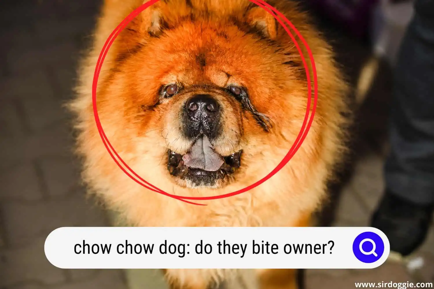 A photo of Chow Chow dog looking up with tongue out