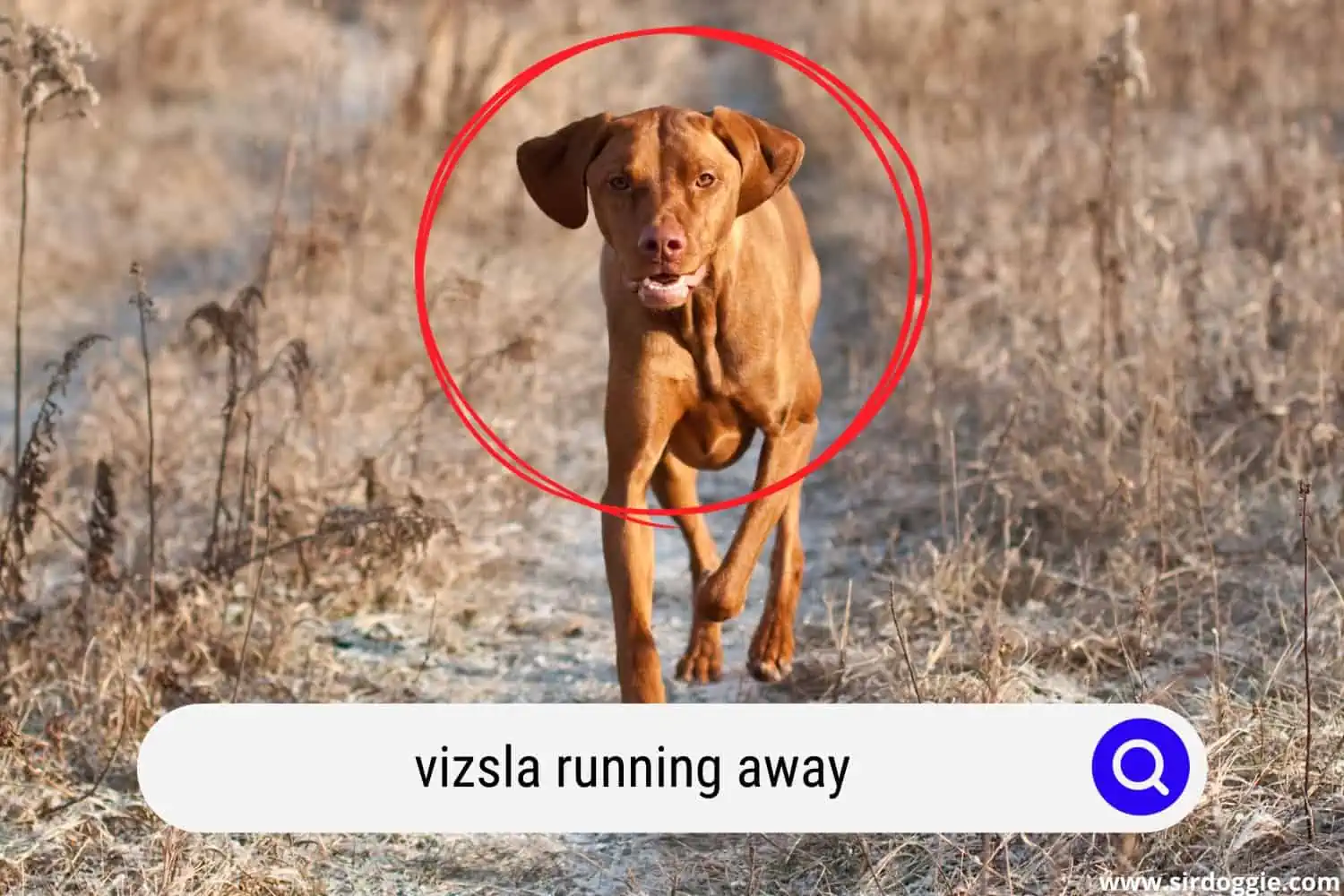 A Vizsla dog running away