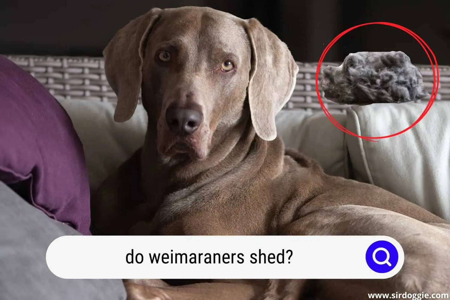 do weimaraners shed