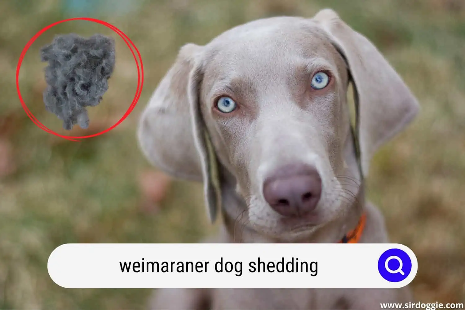 Weimaraner dog shedding