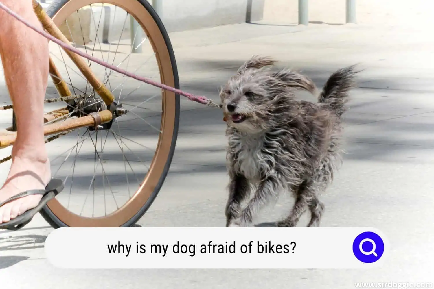 dog afraid bike