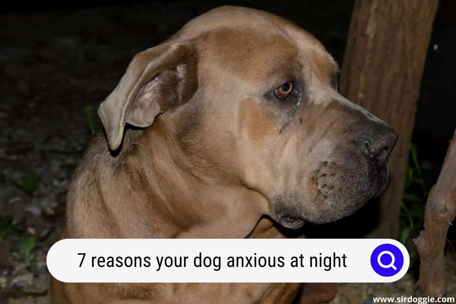 dog anxious at night