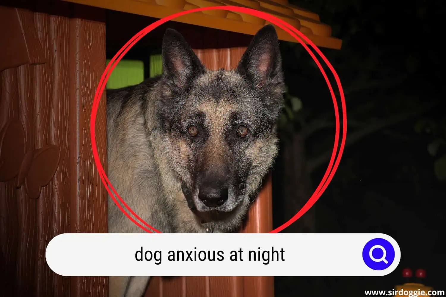 dog anxious at night