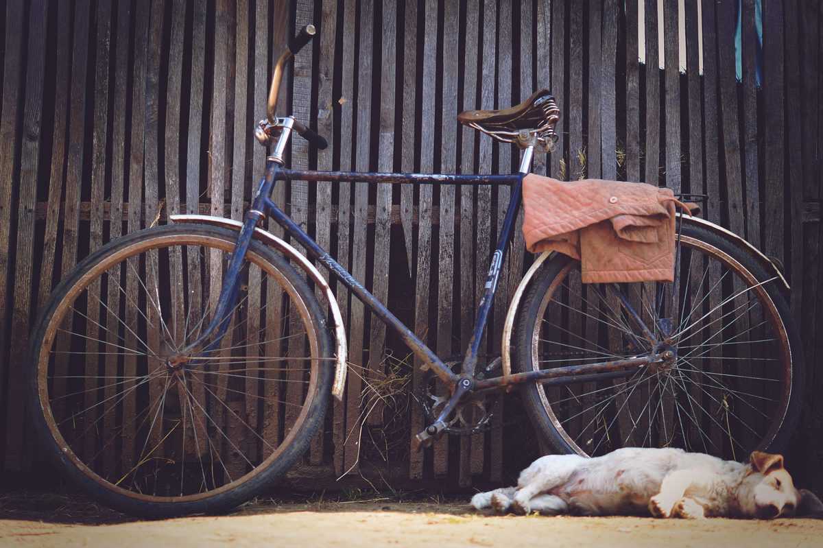 dog laying on street next to bicycle