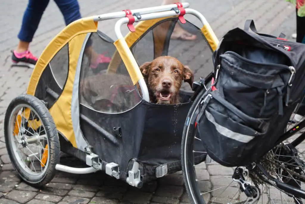 dog sitting in bicycle trailer on the back of bike in street