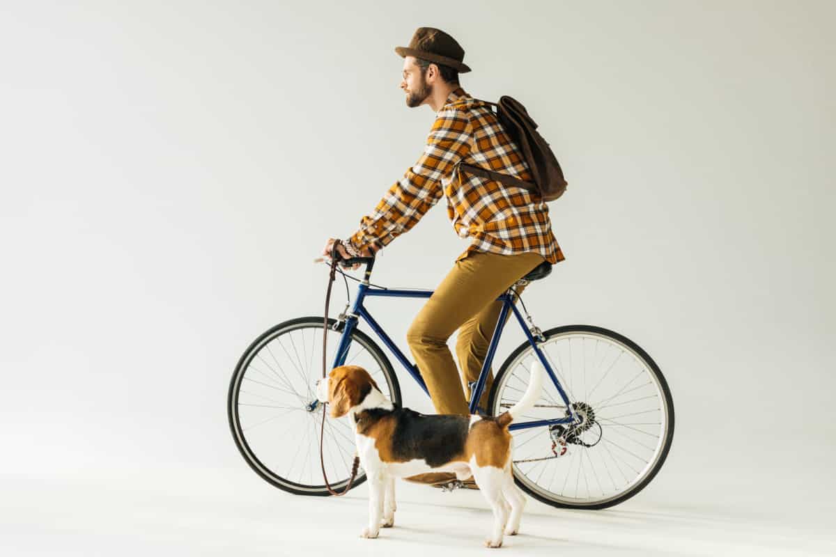 Is cycling with a dog cruel? Man on bike riding with beagle dog on leash
