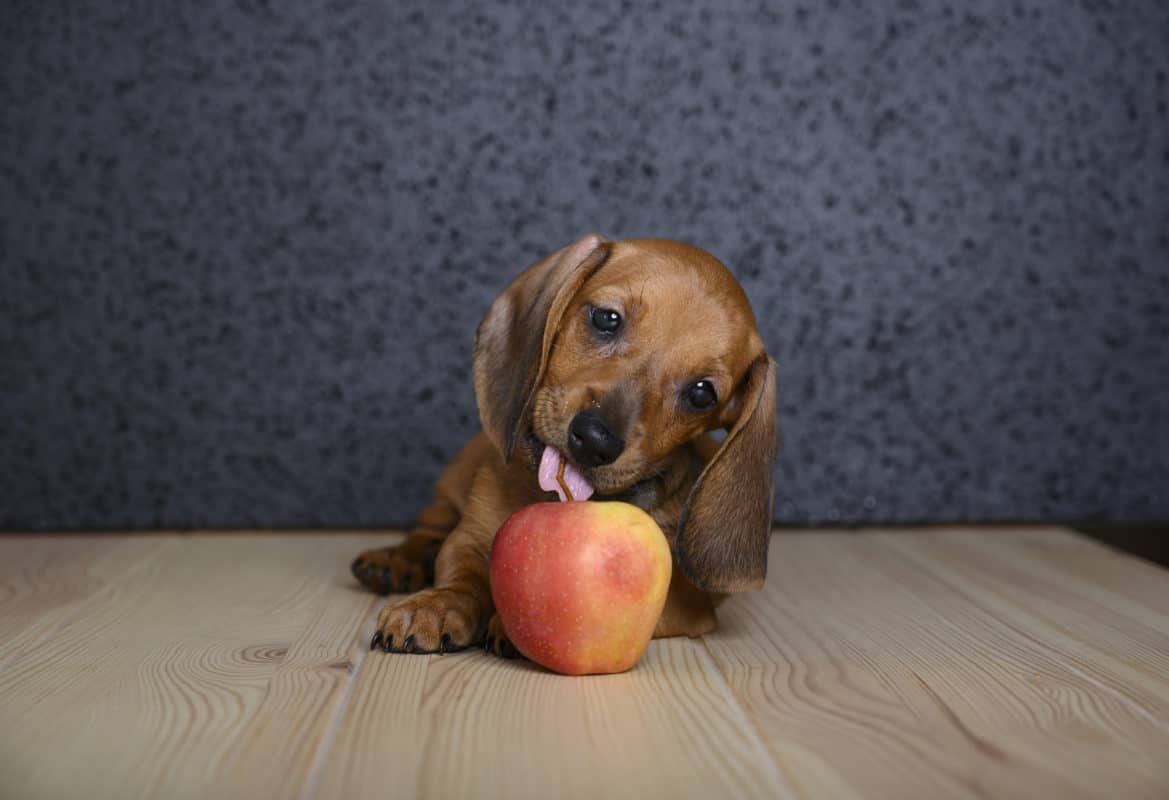 A small beautiful young Dachshund dog lies on a wooden textured table and licks a ripe red apple. Studio, black background