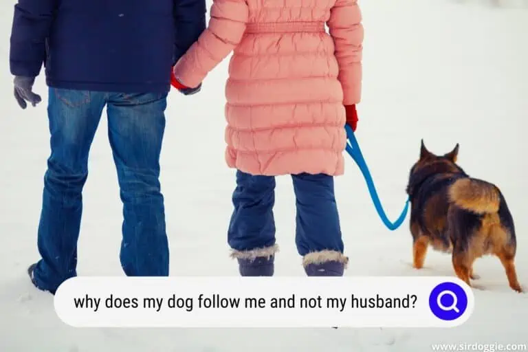 Why Does My Dog Follow Me And Not My Husband?