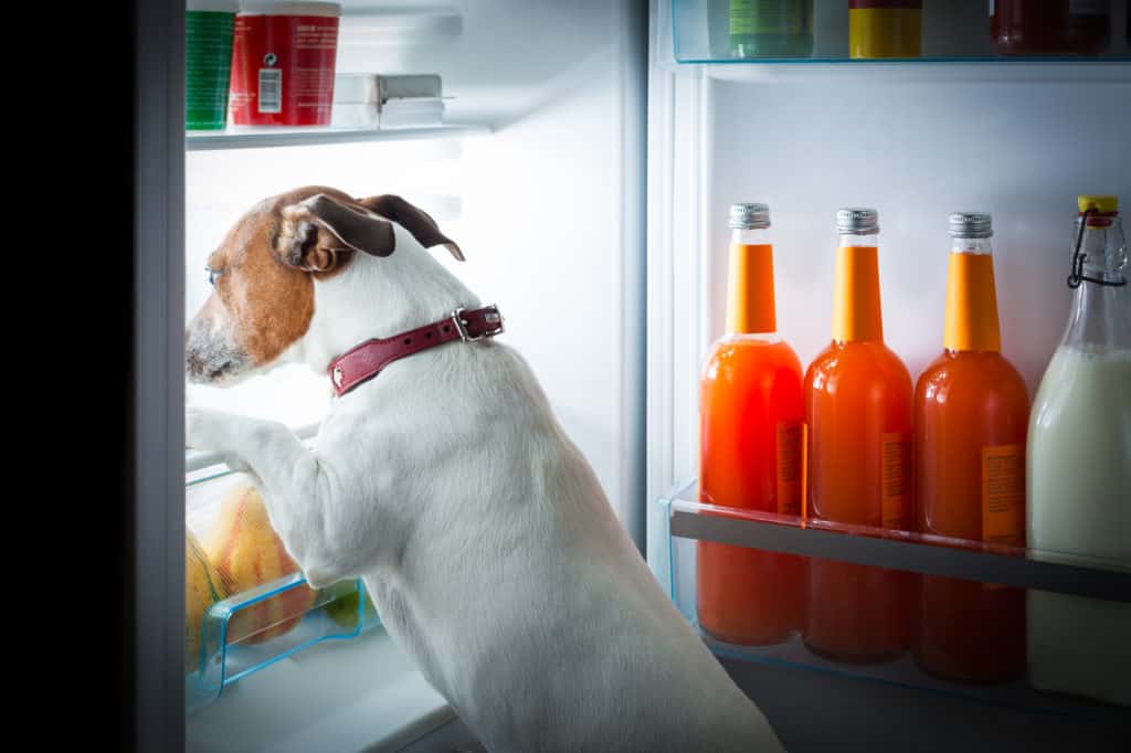 Dog looking into fridge with door open for food 