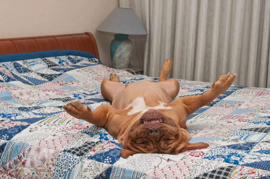 Huge dog of Dogue De Bordeaux breed is lying upside-down on her back on the bed with handmade patchwork quilt