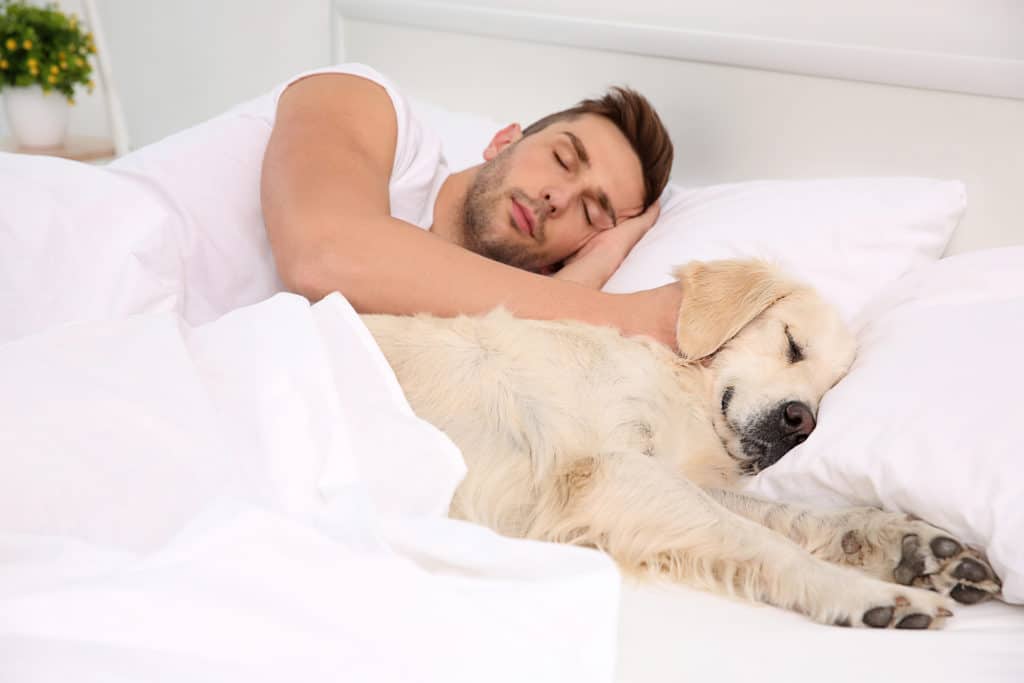 Labrador dog sleeping with owner in bed