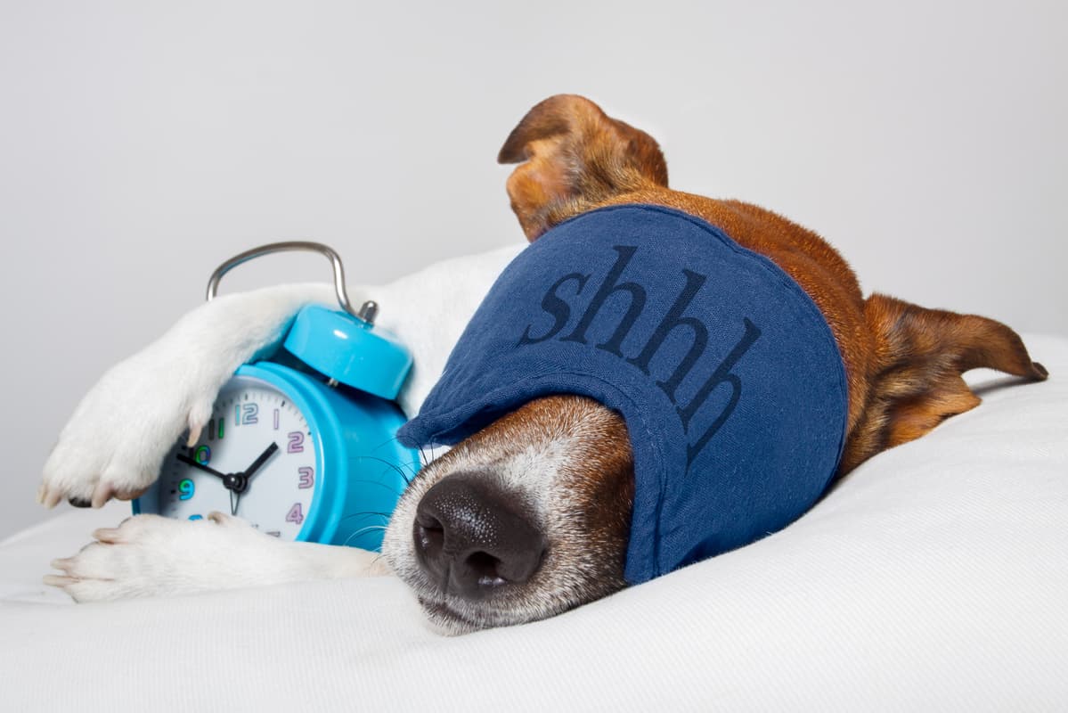 dog sleeping while holding a clock with eye cover