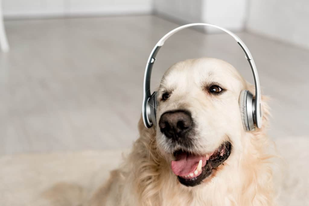 Dog with headphones on won't listen