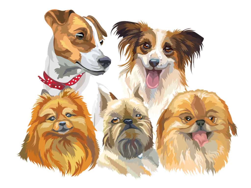 Set of colorful vector portraits of small size dog breeds (jack Russel terrier, papillon, small pomeranian, brussels griffon; Pekingese) isolated on white background