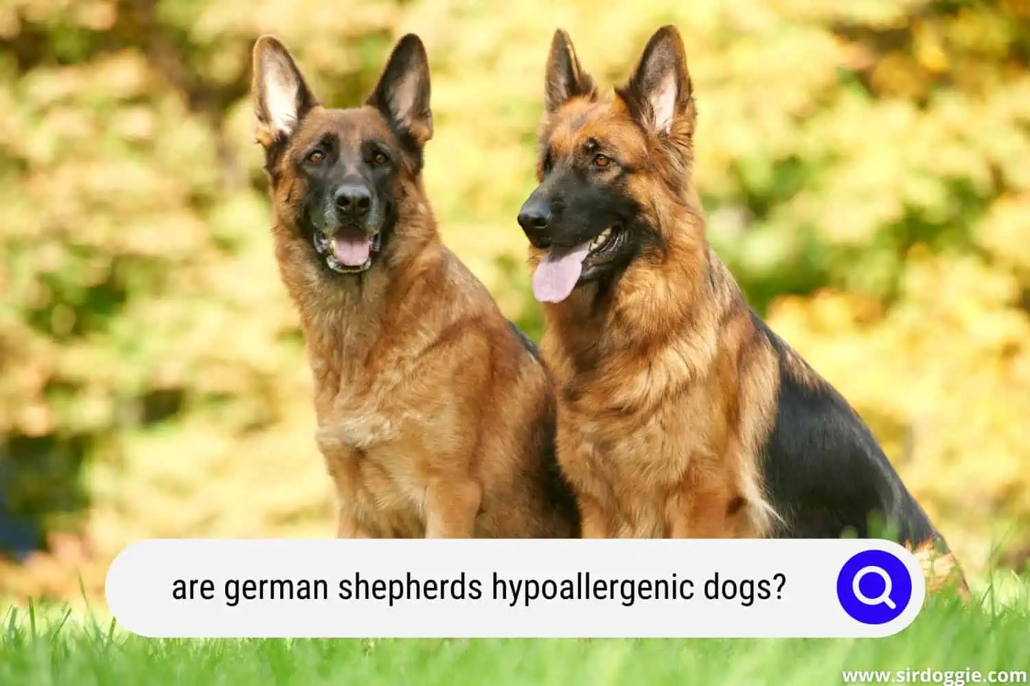german shepherds hypoallergenic