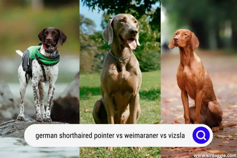 German Shorthaired Pointer vs Weimaraner vs Vizsla