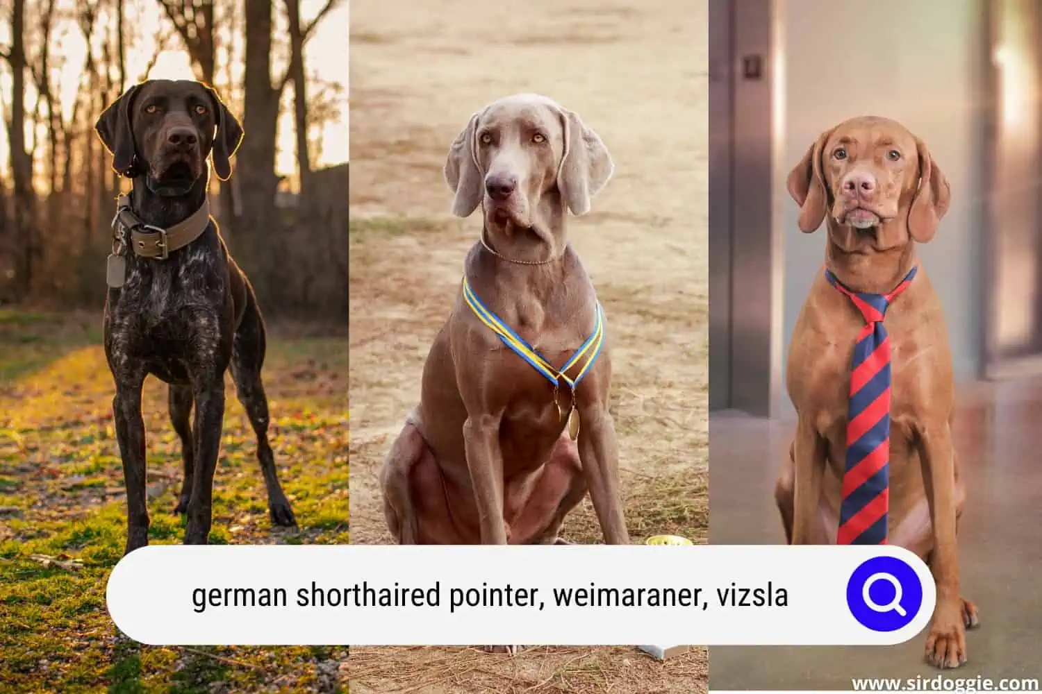 german shorthaired pointer vs weimaraner vs vizsla dogs