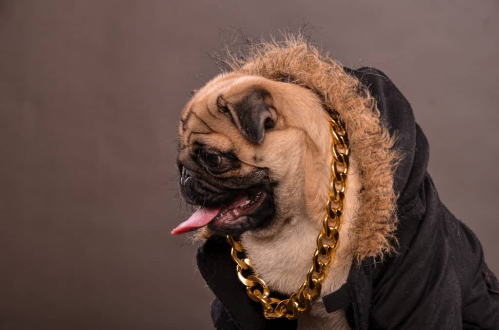 Pug dog wearing black jacket with fur hood and big golden necklace, gangster look, portrait, studio shot, horizontal orientation