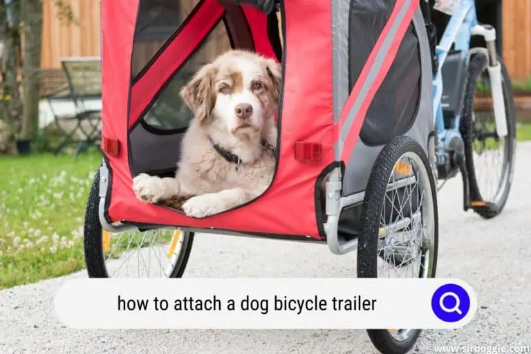 How Do You Attach A Dog Bicycle Trailer? [QUICK GUIDE]