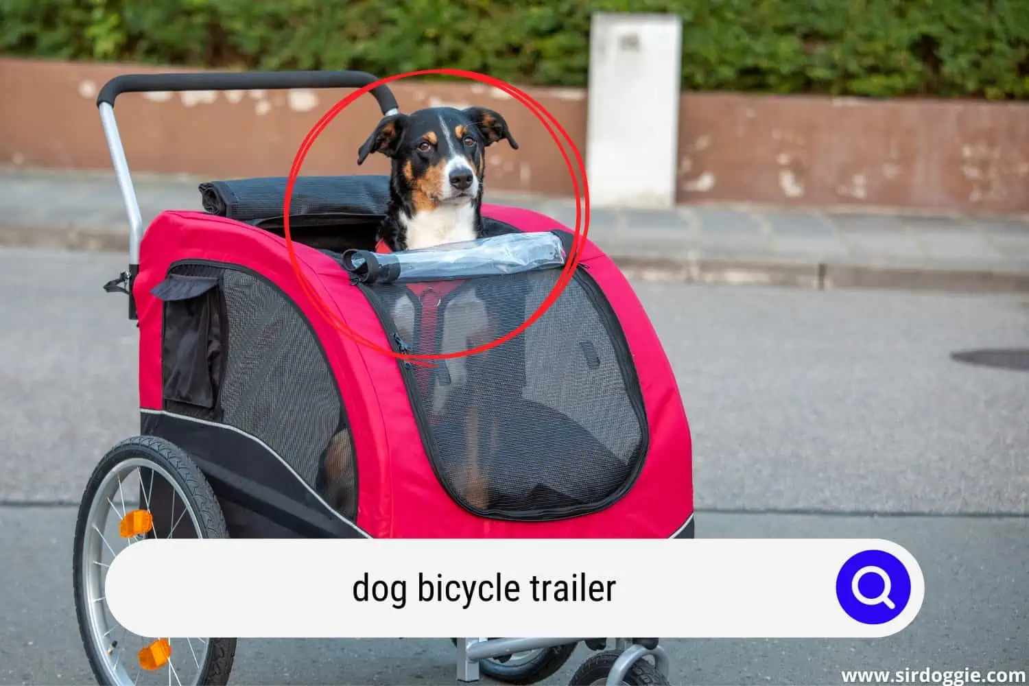 dog in a bicycle trailer