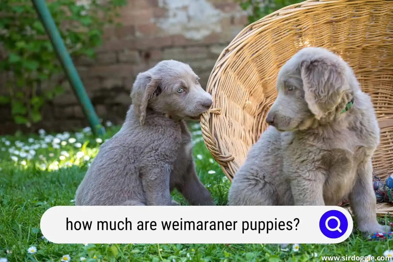 how much are weimaraner puppies