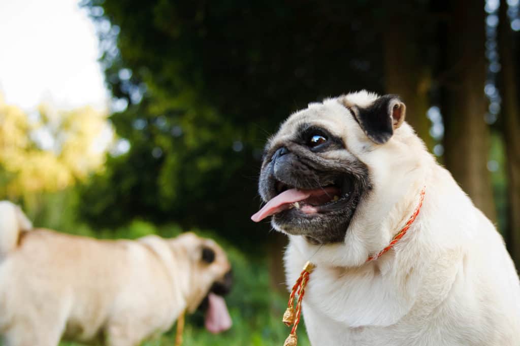 pug sitting on grass panting with another pug in background