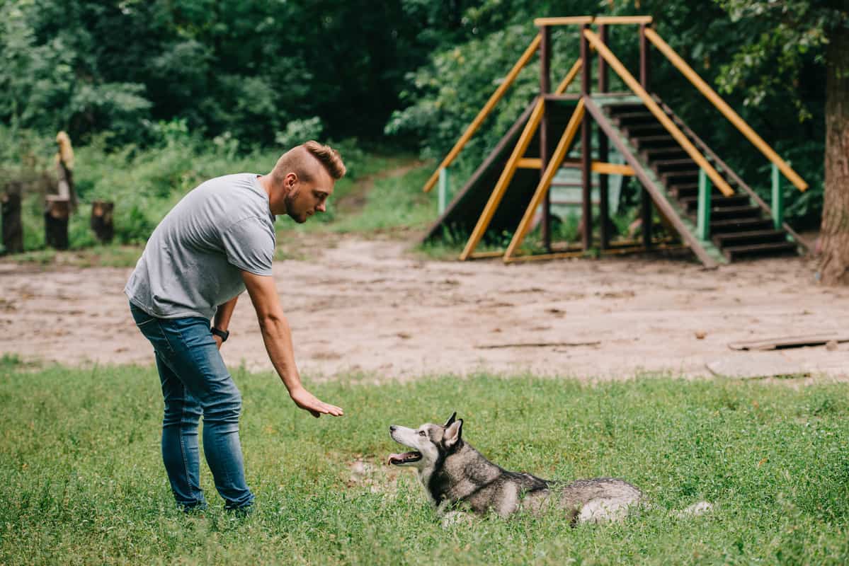 Man in parking training a husky dog