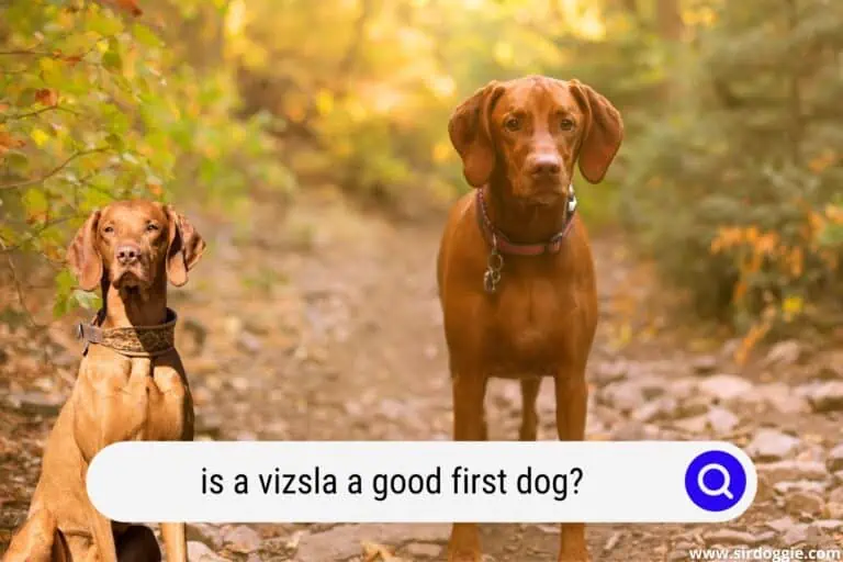 Is a Vizsla a Good First Dog?