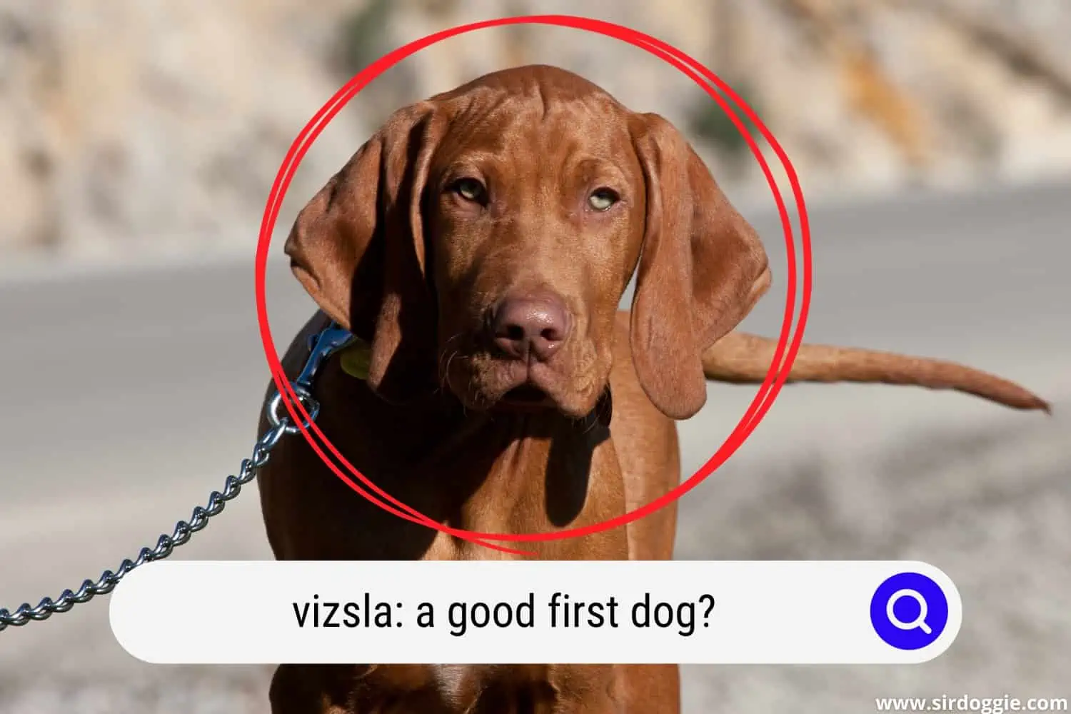 Vizsla dog