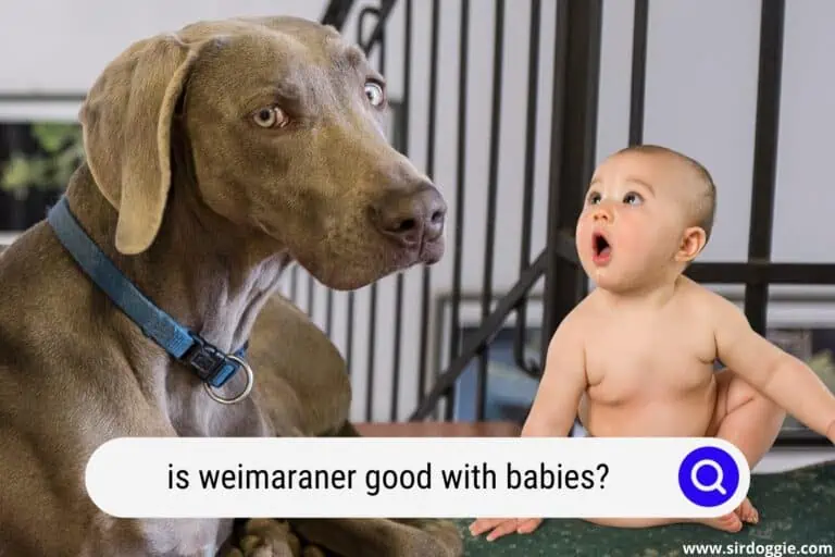 Is Weimaraner Good with Babies?