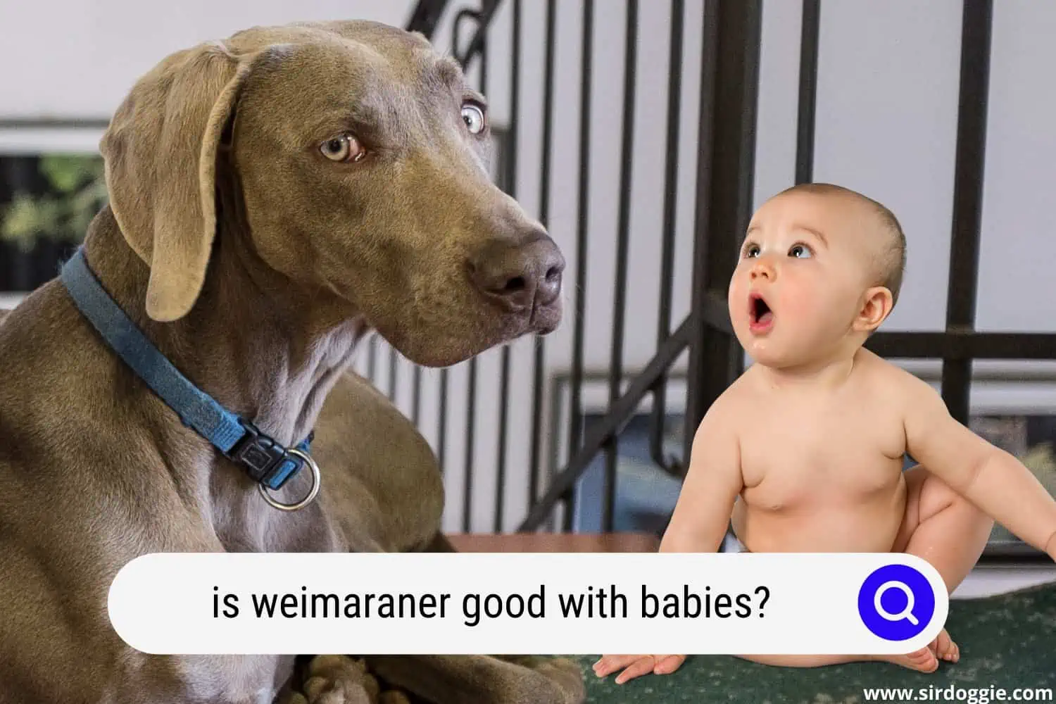 is weimaraner good with babies