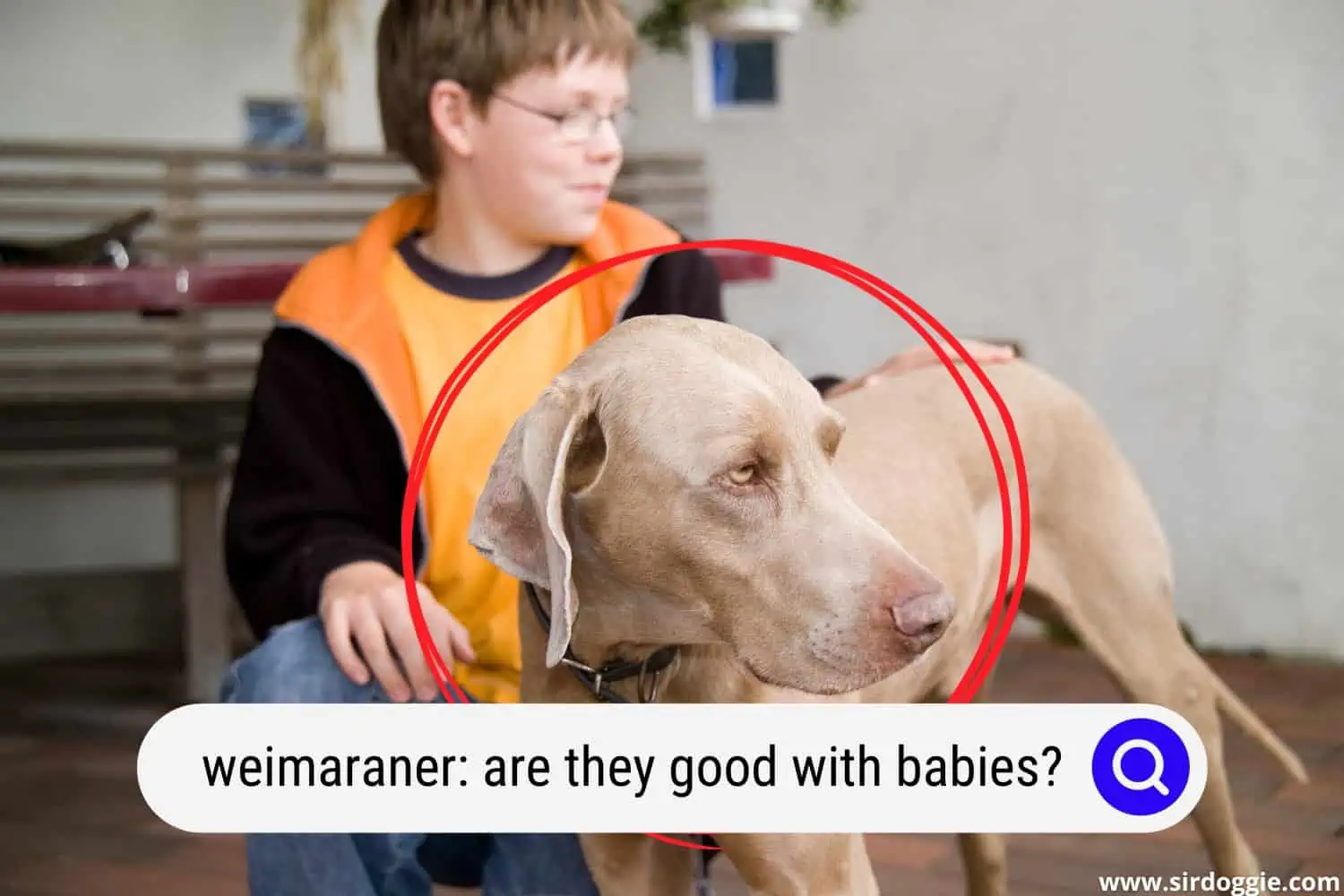 A kid with Weimaraner dog