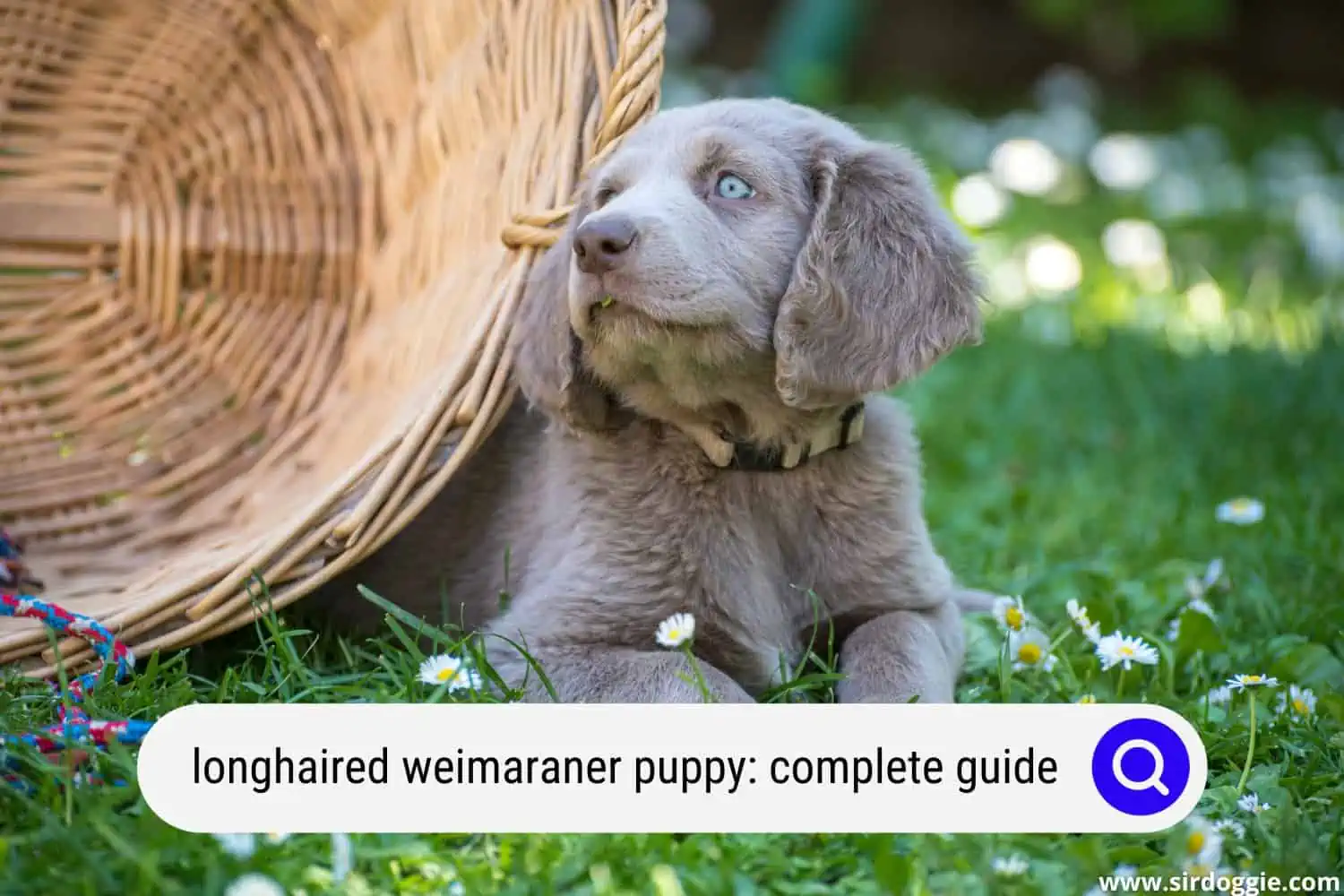 longhaired weimaraner puppy