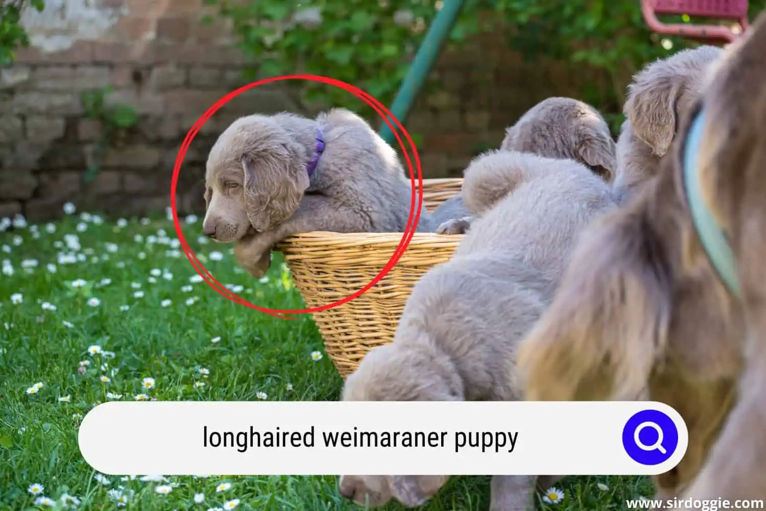 Longhaired Weimaraner puppies