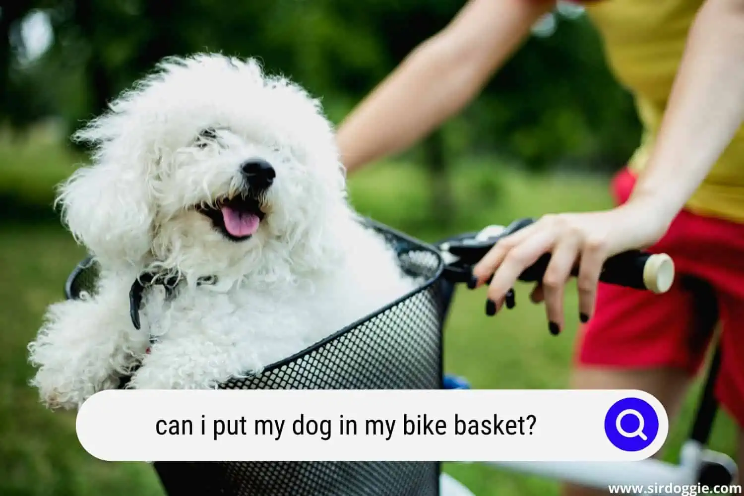 put dog bike basket
