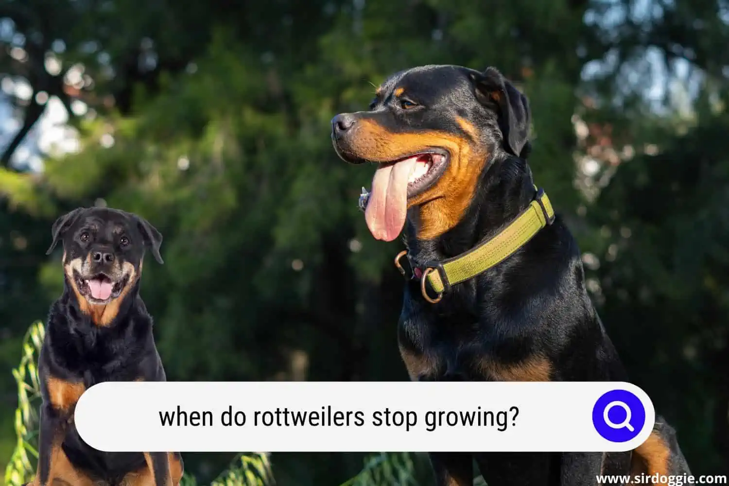 rottweilers stop growing