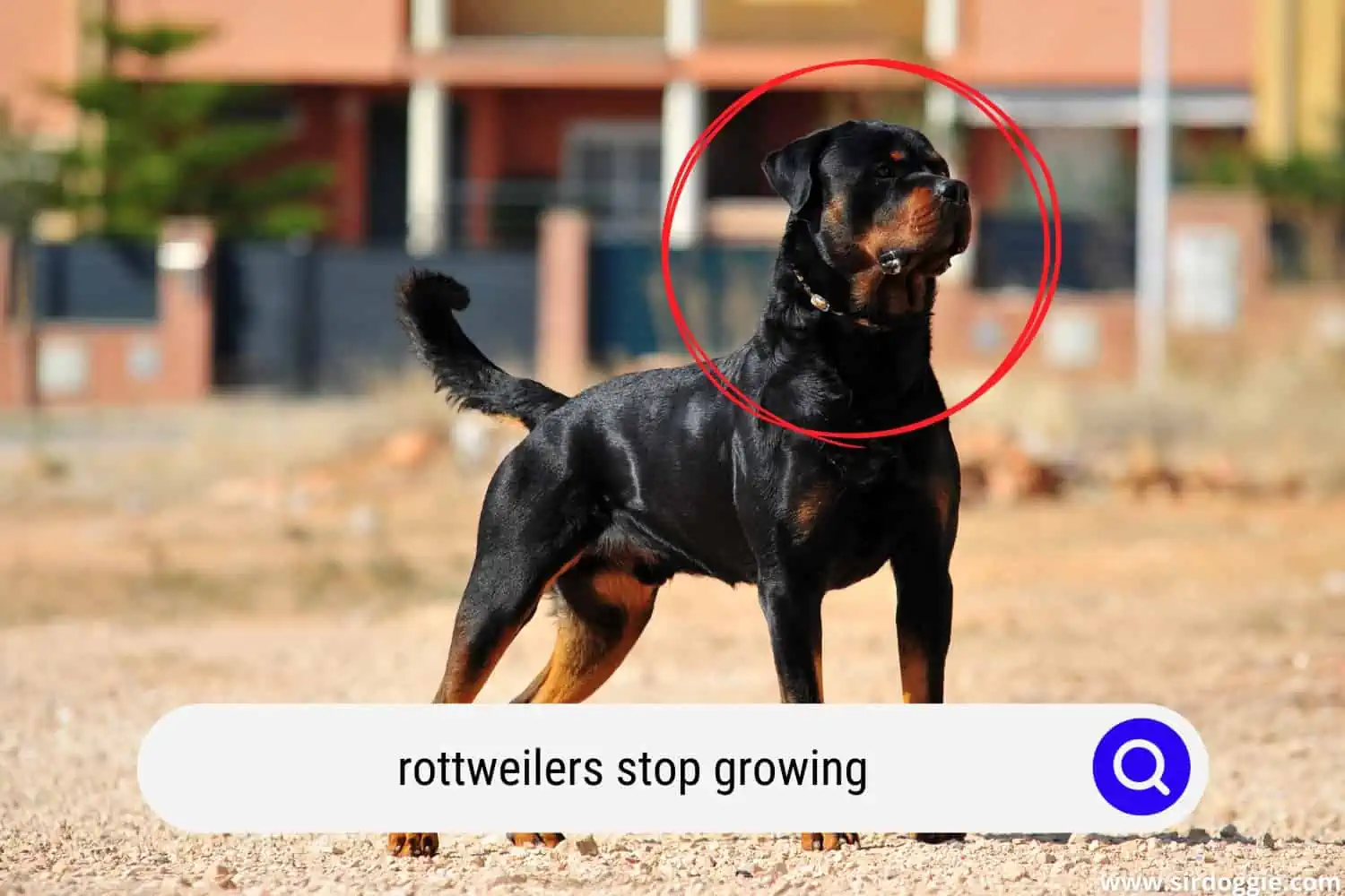 Rottweiler dog