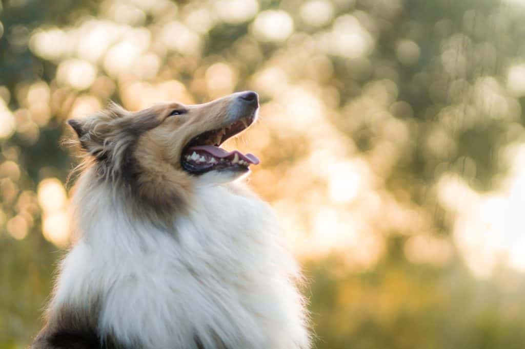 rough collie dog looking upwards in a field with trees in background