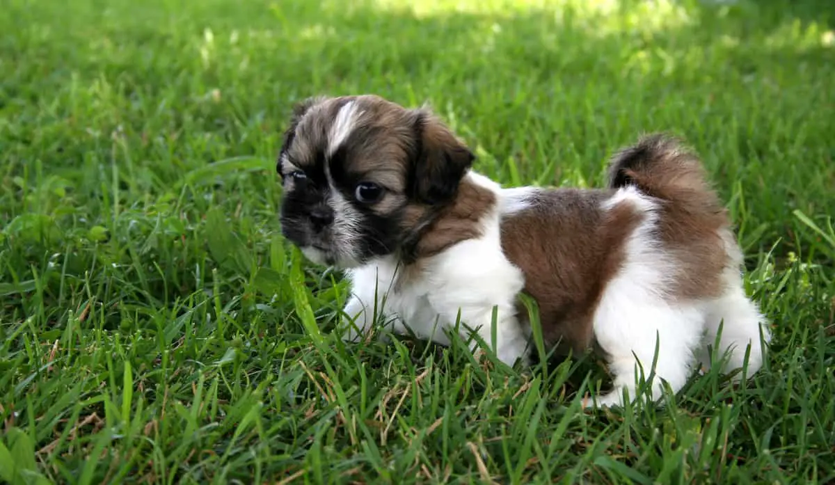 Shih Tzu puppy playing outside and surrounded by grass. Room for text.
