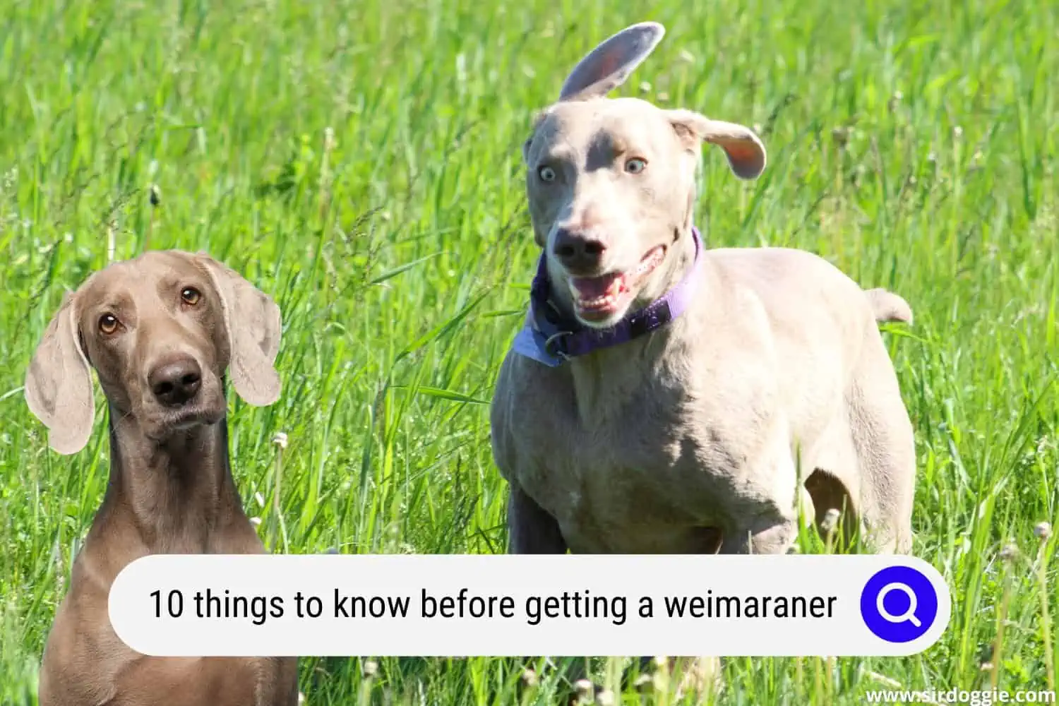 things i wish i knew before getting a weimaraner