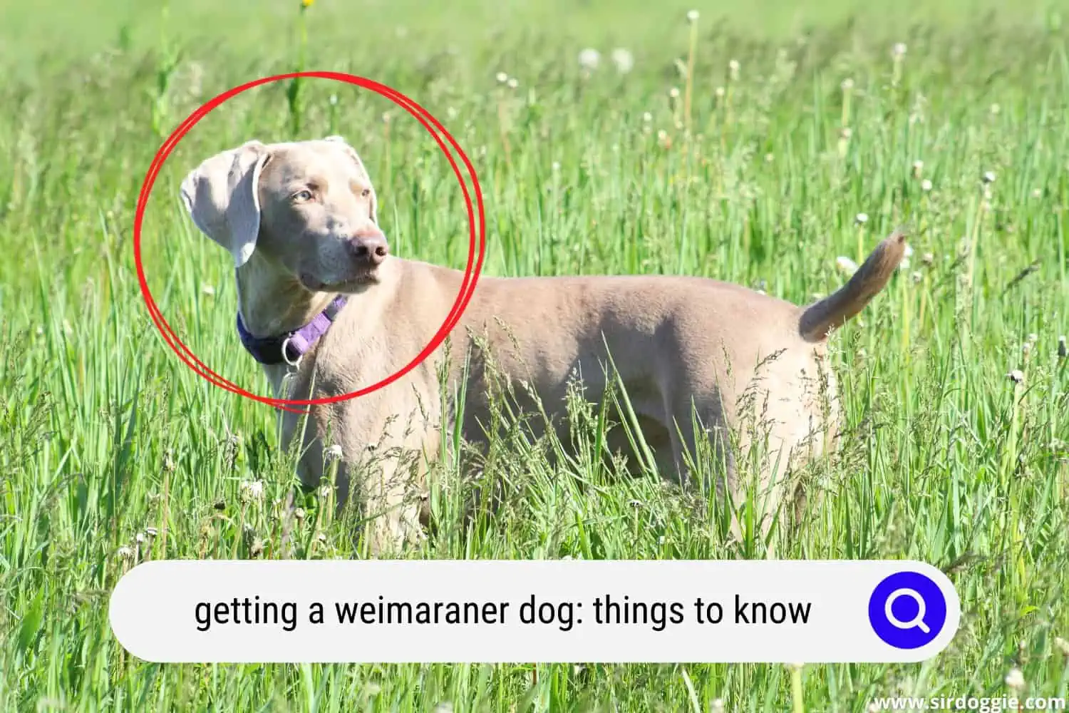 Weimaraner