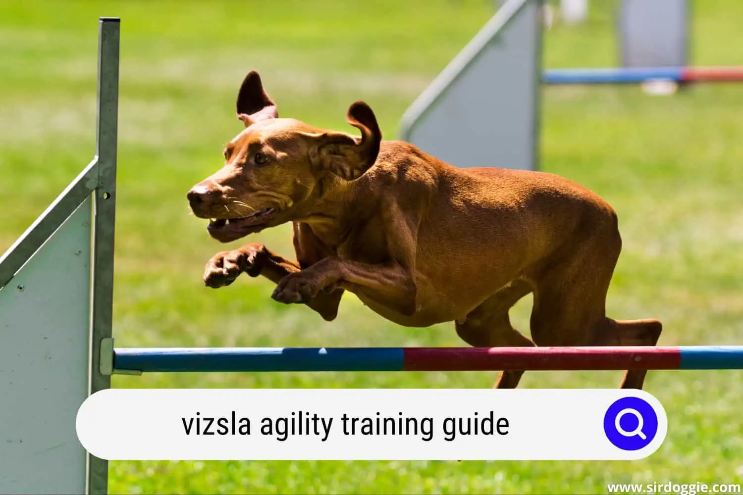 vizsla agility training guide