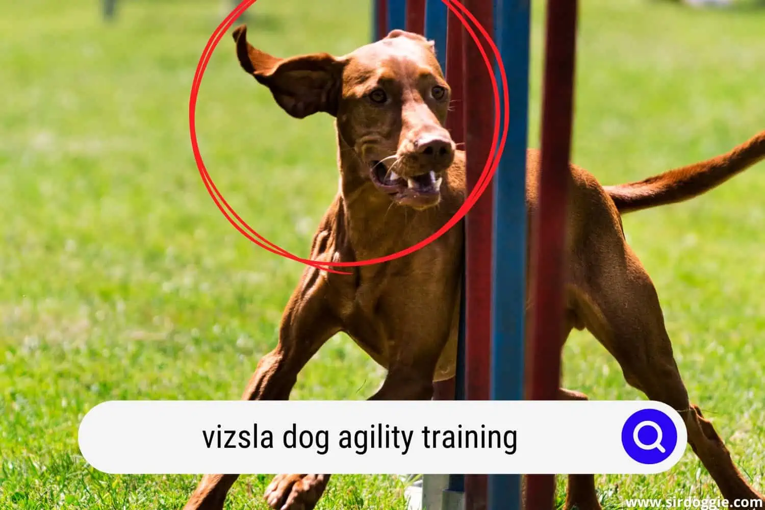 Vizsla dog undergoing agility training